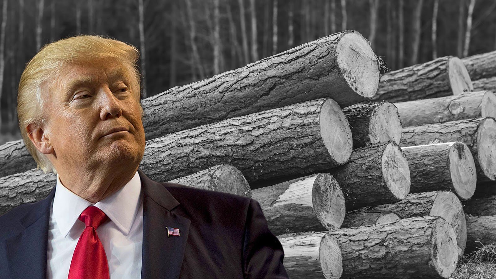 Trump-softwood